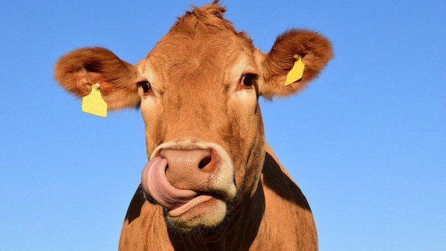 Роботы будут доить коров на отреставрированных фермах в Подмосковье